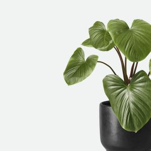 Indoor Plants (Demo)