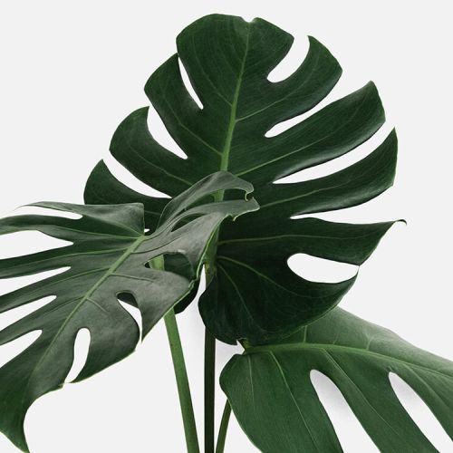 Monstera Deliciosa – Swiss cheese plant, split-leaf philodendron