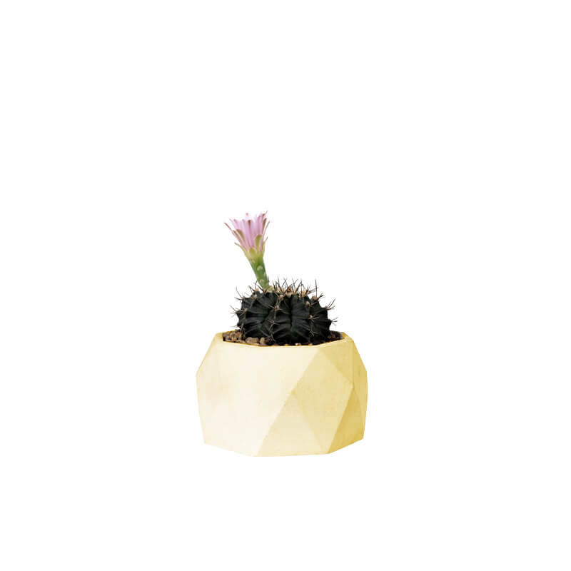 Cactus Flower (Demo)