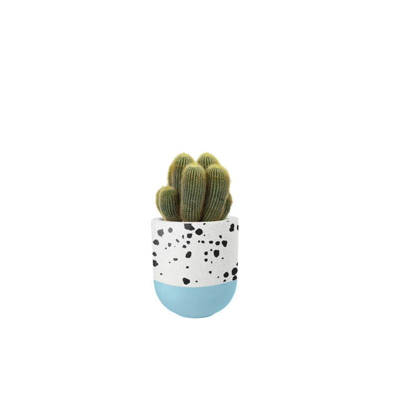 Cactus Succulent (Demo)