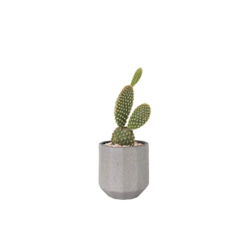 Cactus Prickly Pear (Demo)