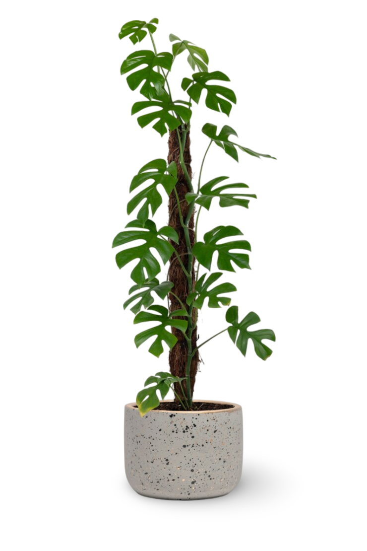 monstera-deliciosa-plant-pot_53876-133120