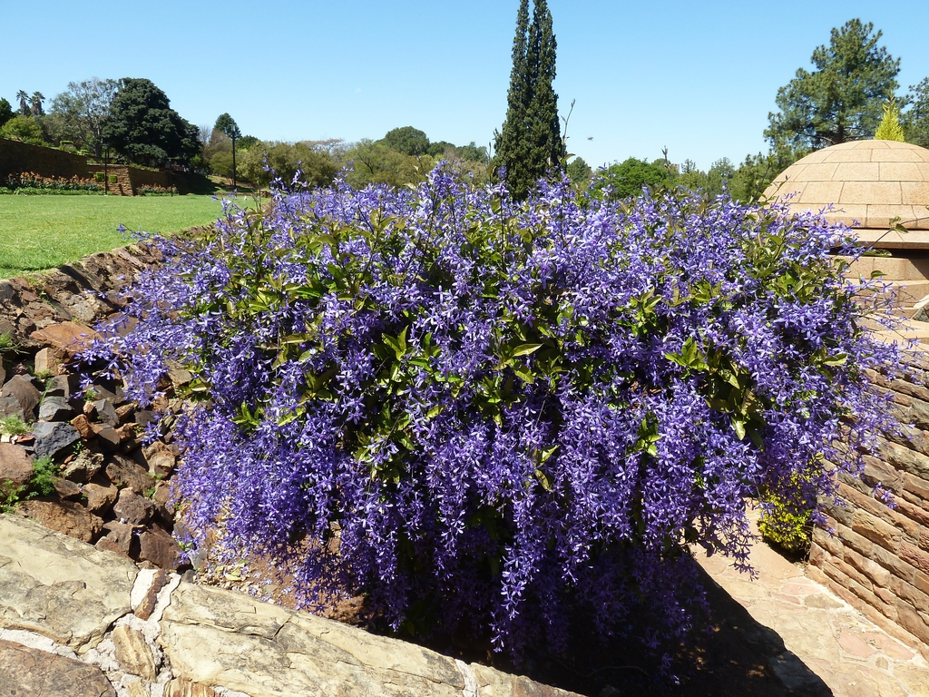 Petrea Volubilis (Purple Wreath, Queen’s Wreath, Sandpaper Vine)