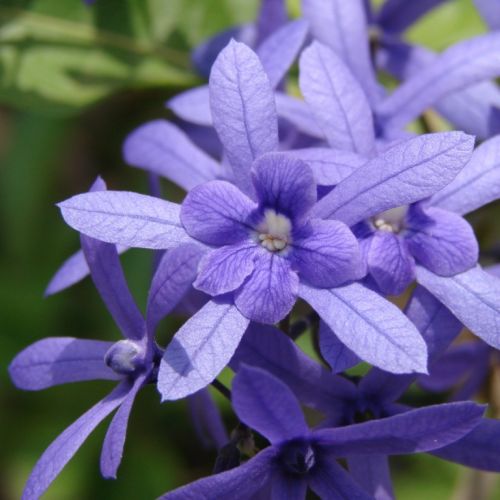 Petrea Racemosa (Purple Wreath, Queen’s Wreath, Tropical Wisteria)