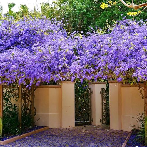 Petrea Volubilis (Purple Wreath, Queen’s Wreath, Sandpaper Vine)