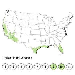 USDA Zone 9-11