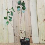 Eucalyptus Populnea - Bimble Box - Cucumberry.com