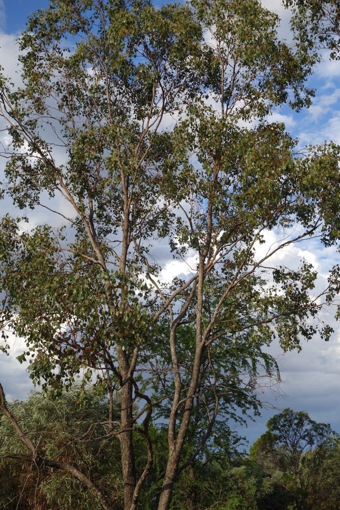 Eucalyptus populnea is endemic to Australia, where it is primarily found in the eastern and central parts of the country. It thrives in a variety of habitats, including open woodlands, savannas, and forested areas.